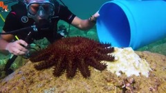 音乐短片 - LOOKOUT! Toxic Starfish!