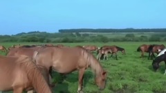 音乐短片 - 套马杆