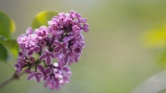 音乐短片 - 家乡-- 阿列克塞.戈曼