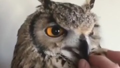 音乐短片 - The Best Owls Collection 最棒猫头鹰收集
