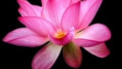 风景,音乐短片 - Good Morning Video...Duaa