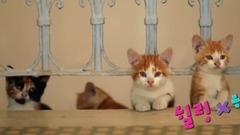 萌宠 - 猫咪自我导航到鱼店和渔船 伊斯坦堡猫电影