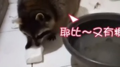 萌宠 - 浣熊大崩溃!我的棉花糖呢?