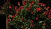 Rudolf Schock - Dunkelrote Rosen (ZDF Tele-Illustrierte 29.8.1985) (VOD)
