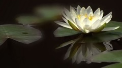 音乐短片 - 睡莲