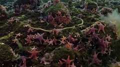 音乐短片 - Life - Timelapse of swarming monster worms and sea stars - BBC One