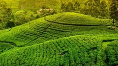 音乐短片 - 茶山情歌