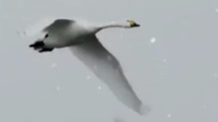 风景,音乐短片,Giovanni Marradi - Giovanni Marradi Snowfall