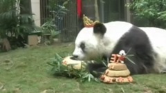 音乐短片,萌宠 - World's Oldest Giant Panda Dies Aged 37