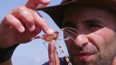 音乐短片 - SPIKED By A Sea Urchin