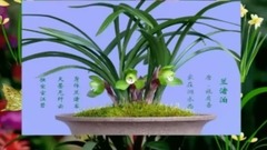 音乐短片 - 历代咏兰诗词集锦