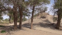 音乐短片 - 沙漠胡杨