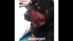 音乐短片 - 国外爆笑Vine 短片合集80