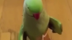 音乐短片 - 国外爆笑Vine 短片合集83