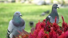 音乐短片 - 真情比酒浓