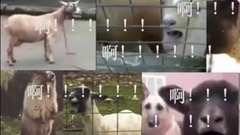 搞笑音乐,音乐短片 - 音乐圈眼中的音乐圈