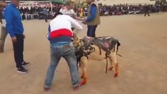 音乐短片 - 羊比武