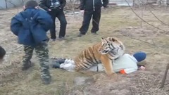 音乐短片 - Смешное видео про детей и злого тигра