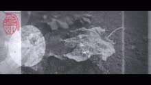 Stepa - Töitä