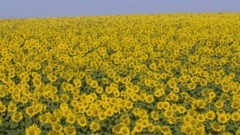 音乐短片 - 优雅世界 松下4K高清演示片