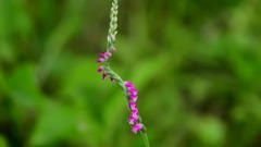 音乐短片 - 夏天鲜花绽放的户隐滑雪场