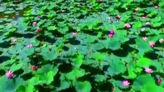 荷映木城