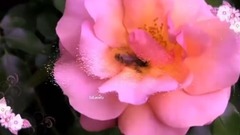 音乐短片 - Mon Eternelle