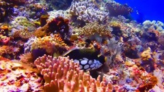 音乐短片 - Love is Blue