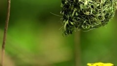 音乐短片 - Experience 4k Dolby Vision Atmos Demo In 4k For 4k Oled Tv