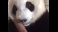 音乐短片 - 超清脆!大熊猫吃竹子