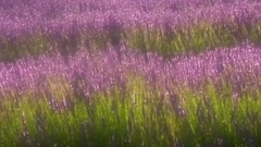 音乐短片 - 似曾相识