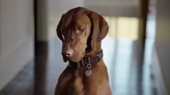 音乐短片 - Pedigree - Duckface