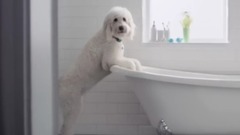 音乐短片,萌宠 - Flash Ah-ah Dog #FlashDog 2016 Advert _ P&G UK and Ireland
