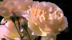 音乐短片 - Mon Eternelle