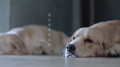 模仿翻唱 - 房间