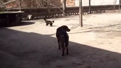 音乐短片,萌宠 - 农村土狗和土猫 大打出手
