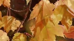 Andre Rieu - Fascination