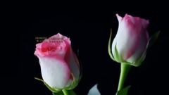 Waltz Of Love