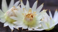 音乐短片 - 醉人的地中海迷香 杜嘉班纳真爱西西里香水