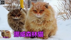 音乐短片,萌宠 - 世界上最大的10种貓 Meow Meow