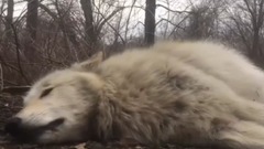 音乐短片 - 沙滩内衣秀 性感比基尼美女的奇葩健身方式