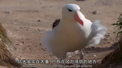 风景,影视原声,音乐短片,轻音乐,乐动城市 - <猎捕.The.Hunt> 第四集