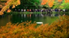 音乐短片 - 秋天落叶的痛