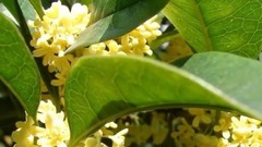 音乐短片 - 秋梦