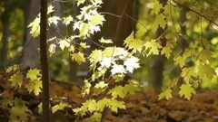风景,音乐短片 - Chris Spheeris & Paul Voudouris - Enchantment