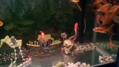 音乐短片 - 欣赏我的水族箱