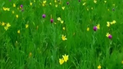 音乐短片 - 我的北方