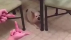 音乐短片,萌宠 - The dog may hate middle finger  Look at Them