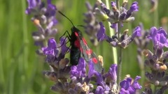 音乐短片 - 唯美音画