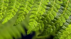 音乐短片 - 最大的雨林-亚马逊